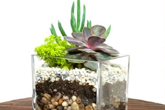 Plant Nite: Cube Layered Stone Terrarium